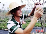 图为游客体验农耕文化。　杨云 摄 - 贵州新闻