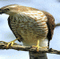 湿地保护动物百科----雀鹰 - 林业厅