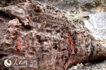贵州印江村民挖出“乌木” 日夜看护只为交给国家 - 林业厅