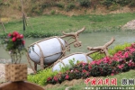 图为景区内的“耕牛” 贾正鹏 摄 - 贵州新闻