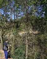 茂兰保护区科研人员发现世界著名观赏植物野生珙桐 - 林业厅