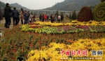 图为游客在菊花展现场游览观菊。 何珊 摄 - 贵州新闻