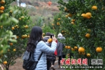 黄果树黄果园吸引游客前来参观。 贾正鹏 摄 - 贵州新闻