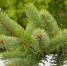 茂兰保护区“仙茅”首现身 贵州这些花木，颜值爆表身价奇高 - 林业厅