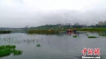 贵州最大的高原天然淡水湖泊，中国一级重要保护湿地--威宁草海。　杨光振 摄 - 贵州新闻