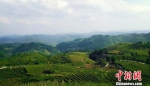 贵州黔东南州凯里市大风洞乡杉树林村的绿色生态葡萄产业园。　杨光振　摄 - 贵州新闻