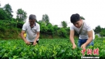 贵州茶叶连续5年出口高速增长，种植面积已达693万亩，为全国第一。　杨光振 摄 - 贵州新闻