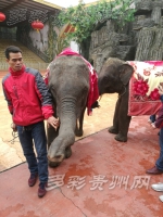 贵州森林野生动物园迎来12头亚洲象 - 林业厅