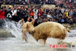 斗猪比赛 周建贵摄 - 贵州新闻