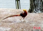 被称为“金鸡”的红腹锦鸡。　王淑林　摄 - 贵州新闻