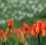 游客在贵州龙架山国家森林公园郁金香花丛中赏花。王立信摄 - 贵州新闻