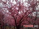 图为春暖花开，樱花谷内樱花竞相绽放。 王振 摄 - 贵州新闻