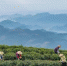 3月27日，清明节前夕，贵州省岑巩县客楼镇海拔1100多米的仙境坡上，茶农正在采摘开春以来的第一批茶叶翠芽——高山云雾茶。徐学练 摄 - 贵州新闻
