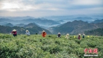 3月27日，清明节前夕，贵州省岑巩县客楼镇海拔1100多米的仙境坡上，茶农正在采摘开春以来的第一批茶叶翠芽——高山云雾茶。徐学练 摄 - 贵州新闻