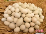 　贵州省黎平县厦格村的绿壳鸡蛋。　周燕玲 摄 - 贵州新闻