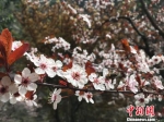 假期正是春暖花开、气候宜人的好时节。　杨茜　摄 - 贵州新闻