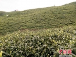 位于贵州省贵阳市百花湖畔的柏春神鹊生态茶园　周燕玲　摄 - 贵州新闻