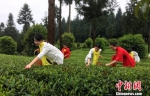 贵州大力推广建设林中有茶、茶中有林的生态茶园。　杨光振 摄 - 贵州新闻