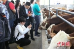 贵州省毕节市织金县八步街道阿作村的肉牛养殖场 瞿宏伦 摄 - 贵州新闻