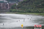 图为选手在赤水河进行SUP桨板白水追逐比赛中。　中新社记者 贺俊怡 摄 - 贵州新闻