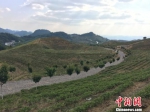 长岩村的万亩茶山一隅。　刘鹏　摄 - 贵州新闻