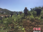 部分村民正在茶场除草。　刘鹏 摄 - 贵州新闻