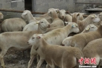 隔离场内的杜泊种羊。贵州检验检疫局 供图 - 贵州新闻