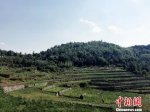 生态治理在贵州：黔西以“绿色思维”建“美丽乡村” - 贵州新闻