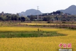 海外华文媒体探访贵州乡村：农村生活很惬意 - 贵州新闻