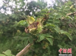 贵定县当地特产刺梨鲜果，也是扶贫项目 蔡敏婕 摄 - 贵州新闻