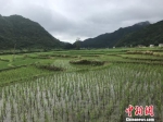 　　石板村周围的稻田 蔡敏婕 摄 - 贵州新闻