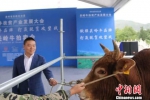 贵州关岭：5头牛拍出45万元高价助力脱贫攻坚 - 贵州新闻