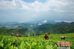 　村民在采摘茶叶。　杨云 摄 - 贵州新闻