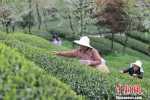 资料图：贵州省余庆县茶产业。瞿宏伦 摄 - 贵州新闻