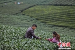 日本贵州之友会副会长靳飞：贵州茶是真正的“干净茶” - 贵州新闻