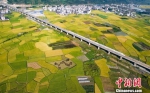 一列动车行驶在榕江县金黄的稻田间。　贺俊怡 摄 - 贵州新闻