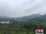 图为麻江县蓝莓种植基地。　刘鹏 摄 - 贵州新闻