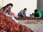 小辣椒大产业 贵州遵义成全球辣椒集散地 - 贵州新闻