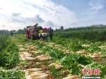 贵州威宁“三白”蔬菜走俏东南亚餐桌 - 贵州新闻