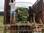 贵州威宁“三白”蔬菜走俏东南亚餐桌 - 贵州新闻