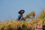 脱贫攻坚的“贵州经验”：农村产业革命结出硕果 - 贵州新闻
