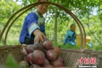 脱贫攻坚的“贵州经验”：农村产业革命结出硕果 - 贵州新闻