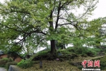 贵州省盘州市妥乐村千年古银杏树。 - 贵州新闻